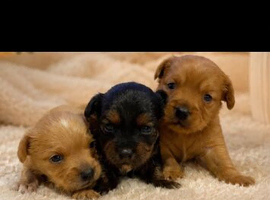 King Charles cross Yorkshire tarrier pups