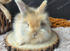 English Angora Babies for Sale