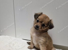 Beautiful Little Chihuahua Girl Looking for Her Forever Home