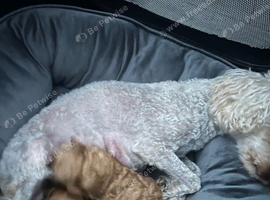Stunning 100% tiny toy poodles