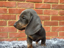Miniature Dachshunds