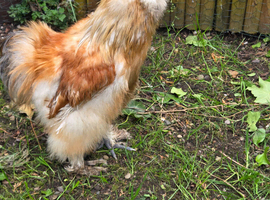 3 Essex buffs 1 silky cockerel