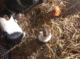 Baby boy Guinea pig