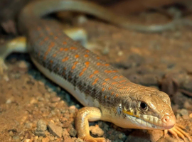 Waiting list for Berber skink various sizes and colours