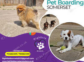 Come to us if you are looking for the best Professional Pet Boarding in Somerset