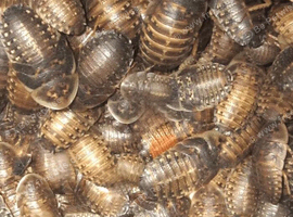 Dubia Cockroaches