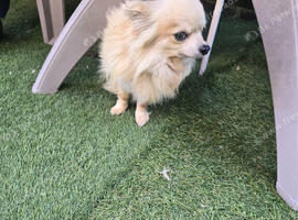 Tea cup chihuahua