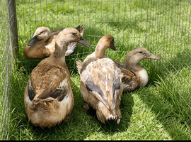 Trio (2f 1m) Welsh harlequins