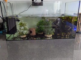 Betta with 60 liter tank