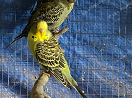 2 pairs of Adult Budgies