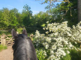 Wanted: Livery Space in Wythall or Near Birmingham Public Transport - either 1 free stable or up to 6 sole use