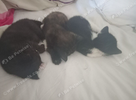 3 kittens