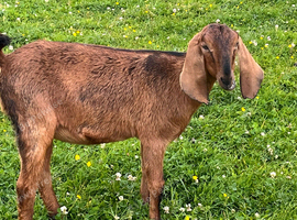 Registered Anglonubian Nannie&rsquo;s
