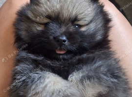 3 gorgeous pomeranian pups 5wks old