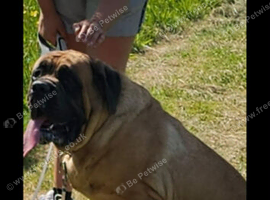 English mastiffs kc reg