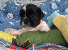 Shih Tzu puppies