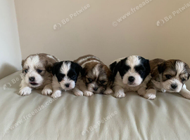 Malshi puppies
