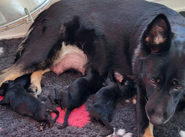 Stunning litter of GSD Puppies