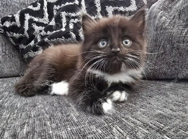 1 boy left from litter of 5