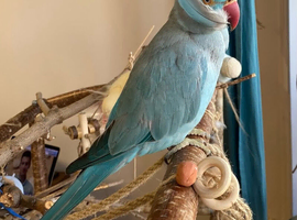 Baby blue tamed ring neck talking parrot