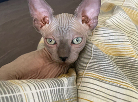Champion line Sphynx kittens