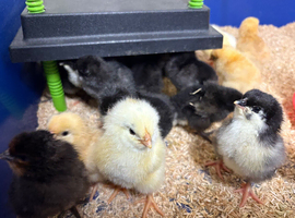 Chicks available near selby