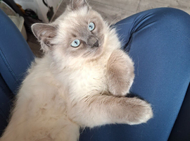 Kitten ragdoll