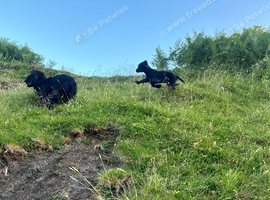 11 week old puppies searching for forever homes