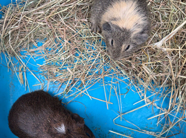 Baby guinea pigs ready now
