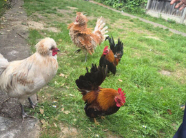Polish and Bantam breed.