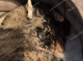 8 Week old kittens