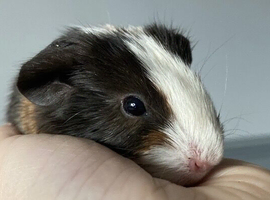 2 Boars & 1 Sow Avalible