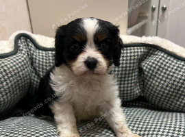 Tri colour King Charles cavalier
