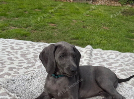 Beautiful Weimaraner Girl - Ready for Her Forever Home