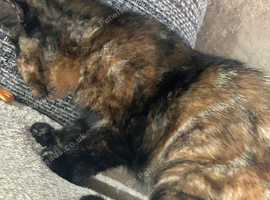 Cute Tortie girl