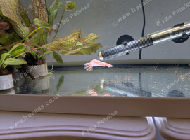 African clawed frog