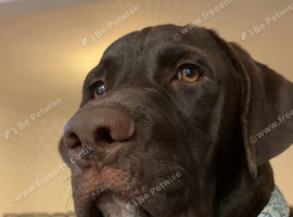 Cane corso x Labrador