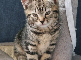 Kittens ready for their forever homes ️