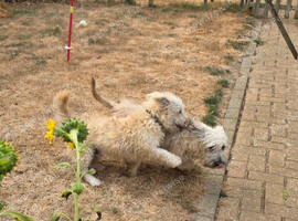 KC Glen of imaal terriers male and female