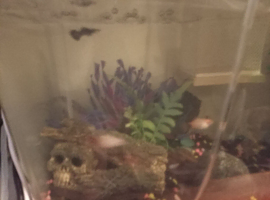 Fish and shrimp