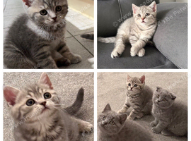 Scottish Fold and Straight kittens