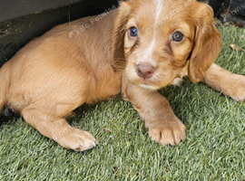Beautiful cocker spaniel puppies