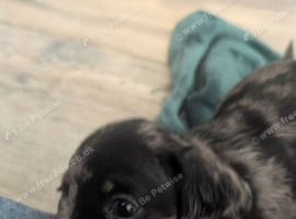4 dachshund puppues