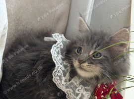 Main coon kittens ready for new home!