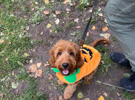 Cockapoo boy