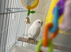 White budgie for sale comes with everything