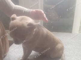 Chihuahua bitch