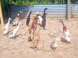 Indian Runner Ducks Pairs Trio's & Females