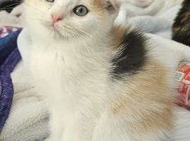 Scottish fold cross ragdolls