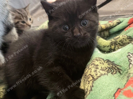 British shorthair tabby&rsquo;s